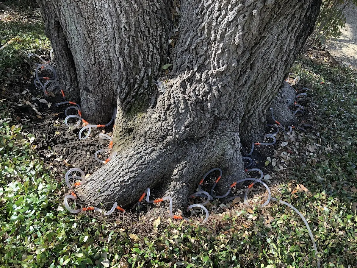 Detailed Tree Cabling and Bracing job site in Whately